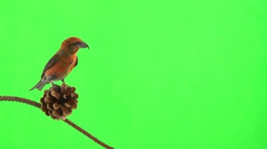 male of the red beak moves along the branch and pecks the cone of the spruce tree. green screen