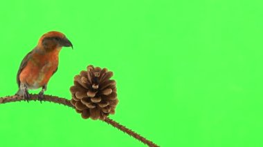 male of the red beak moves along the branch and pecks the cone of the spruce tree. green screen