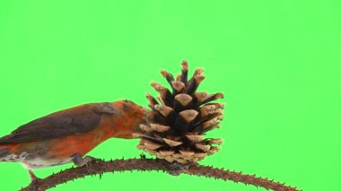 male of the red beak moves along the branch and pecks the cone of the spruce tree. green screen