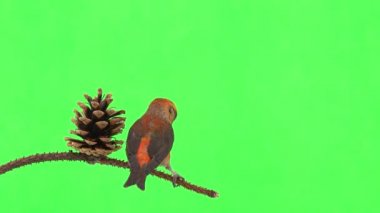 male of the red beak moves along the branch and pecks the cone of the spruce tree. green screen