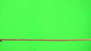 male red crossbill moves along a tree branch