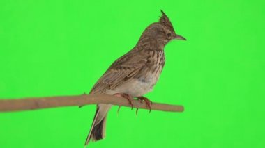 Crested lark sits on a branch isolated on green screen