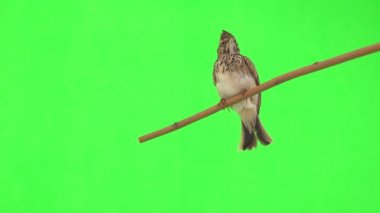 Crested lark sits on a branch isolated on green screen