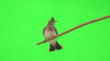 Crested lark sits on a branch isolated on green screen