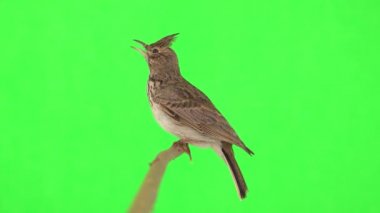 Crested lark sits on a branch isolated on green screen