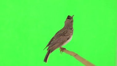 Crested lark sits on a branch isolated on green screen