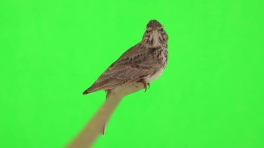 Crested lark sits on a branch isolated on green screen