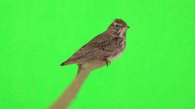 Crested lark sits on a branch isolated on green screen