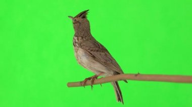 Crested lark sits on a branch isolated on green screen