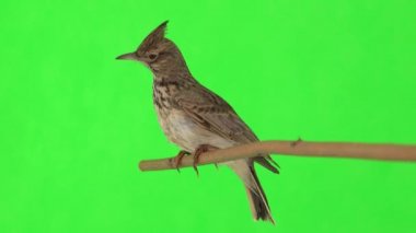 Crested lark sits on a branch isolated on green screen
