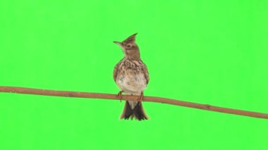 Crested lark sits on a branch isolated on green screen