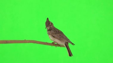 Crested lark sits on a branch isolated on green screen