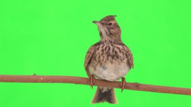 Crested lark sits on a branch isolated on green screen
