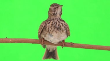 Crested lark sits on a branch isolated on green screen