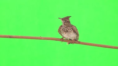 Crested lark sits on a branch isolated on green screen