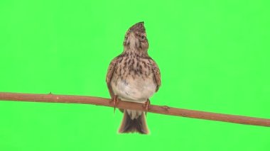 Crested lark sits on a branch isolated on green screen