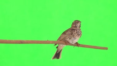 Crested lark sits on a branch isolated on green screen