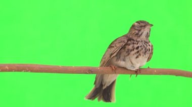 Crested lark sits on a branch isolated on green screen