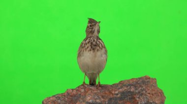 Crested lark sits on a branch isolated on green screen