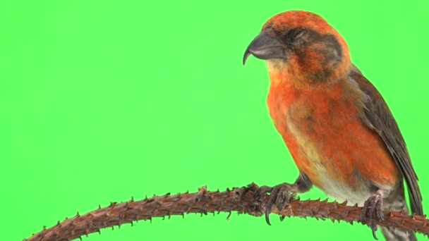 Pico Rojo Masculino Rama Pantalla Verde — Vídeo de stock