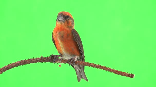 Male Red Beak Branch Green Screen — Αρχείο Βίντεο