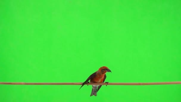 Male Red Crossbill Moves Tree Branch Takes Slow Motion Green — Αρχείο Βίντεο