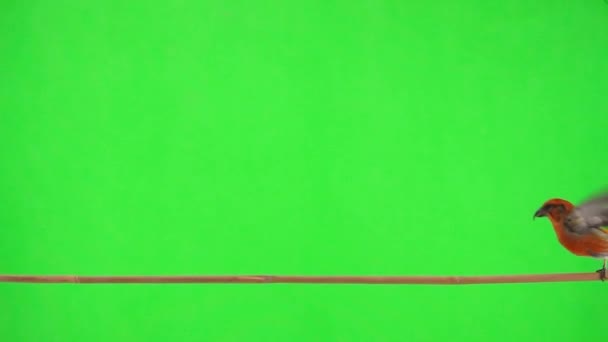 男の赤いクロスビルは木の枝に沿って移動して離陸します スローモーション 緑の画面 — ストック動画