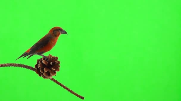 Male Red Beak Moves Branch Pecks Spruce Cone Takes Green — Vídeo de Stock