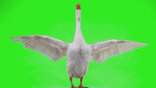 Schöne Weiße Gans Flattert Mit Ihren Flügeln Zeitlupe Auf Grünem — Stockvideo