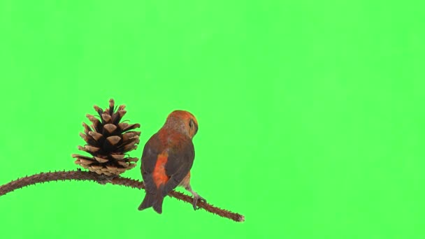 Male Red Beak Moves Branch Pecks Cone Spruce Tree Green — Stok Video