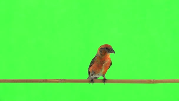 Male Red Crossbill Moves Tree Branch — Stok video