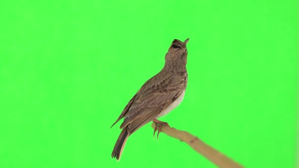 Crested Lark Sits Branch Isolated Green Screen — Stok Video