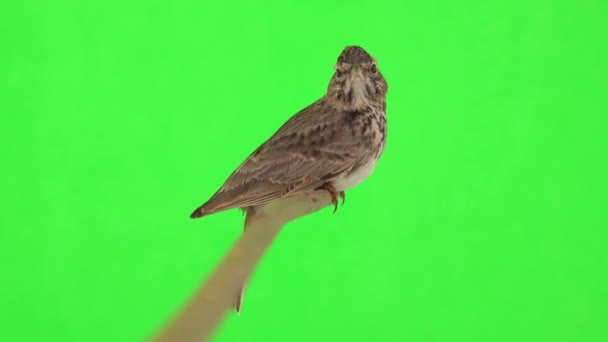 Crested Lark Sits Branch Isolated Green Screen — Vídeo de Stock