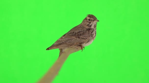 Crested Lark Sits Branch Isolated Green Screen — Vídeo de Stock