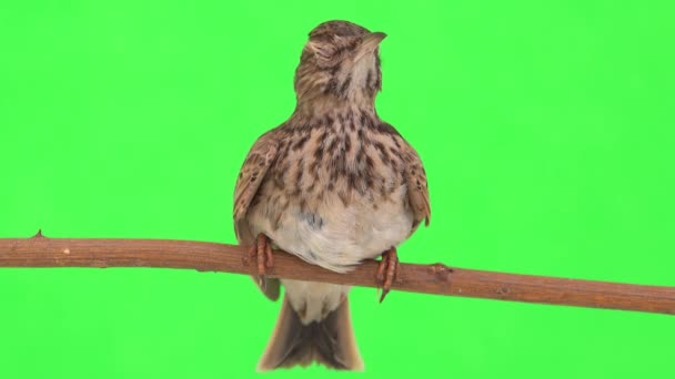 Crested Leeuwerik Zit Een Tak Geïsoleerd Groen Scherm — Stockvideo