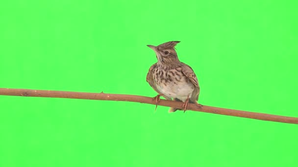 Crested Lark Sits Branch Isolated Green Screen — Αρχείο Βίντεο