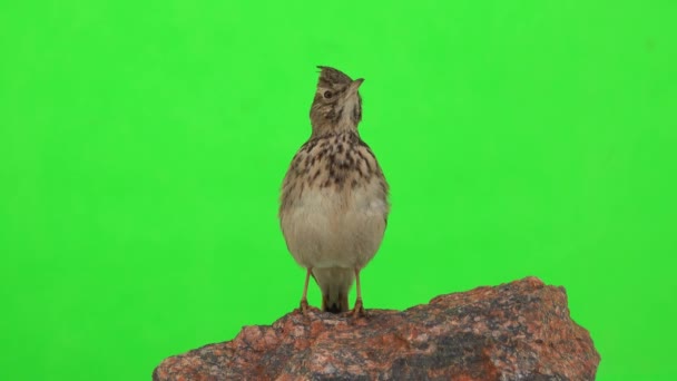 Crested Leeuwerik Zit Een Tak Geïsoleerd Groen Scherm — Stockvideo