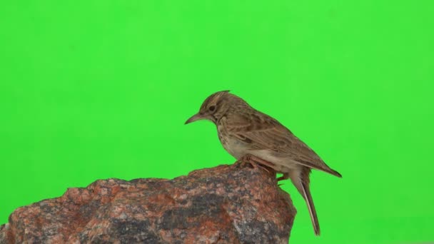 Crested Lark Sits Stone Green Screen — Vídeo de Stock