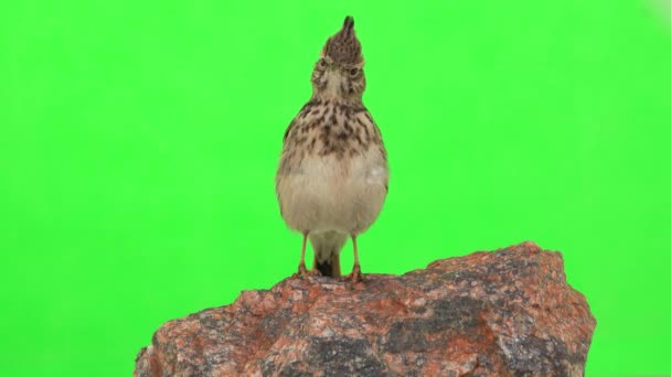 Crested Lark Sits Stone Green Screen — Wideo stockowe
