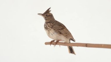 Crested lark sits on a branch isolated on white screen