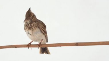 Crested lark flies away on a white screen