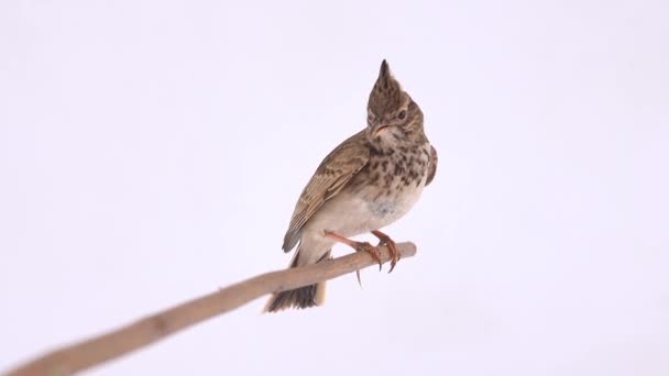 Crested Leeuwerik Zit Een Tak Geïsoleerd Wit Scherm — Stockvideo