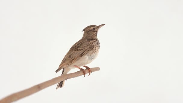 Crested Lark Sits Branch Isolated White Screen — Stockvideo