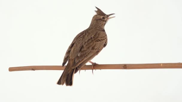 Crested Leeuwerik Vliegt Weg Een Wit Scherm — Stockvideo