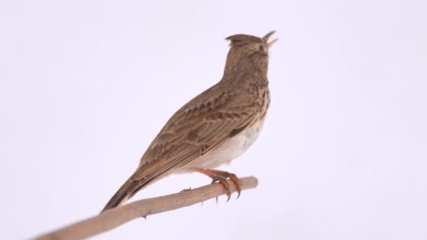 Crested Lark Flies Away White Screen — Vídeo de Stock