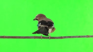Jay yeşil ekranda bir dalda oturur, atlayıp ekrandan kaçar.