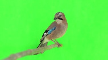 Jay yeşil ekranda bir dalda oturuyor, doğal ses.