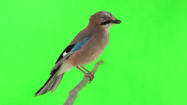 Jay Sitzt Auf Einem Ast Auf Einem Grünen Bildschirm Natürlicher — Stockvideo