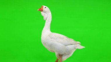 Beyaz kholmogory kaz dişi, yeşil ekranda, stüdyoda duruyor.