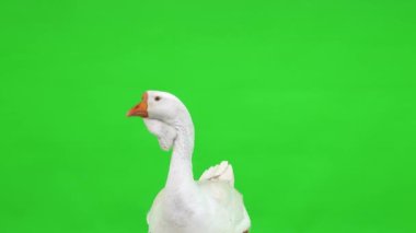 Beyaz kholmogory kaz dişi yeşil ekranda oturuyor, stüdyo